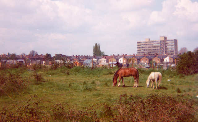 Long Lane Pasture in April 1977