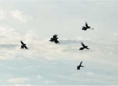 Flight of magpies: Just some of the dawn chorus birds at Long Lane Pasture. Photo Donald Lyven