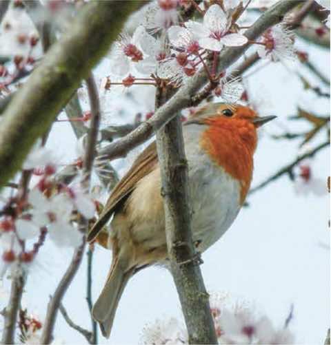 Marking his territory: Robin in blossom at Long Lane Pasture. Photo Donald Lyven