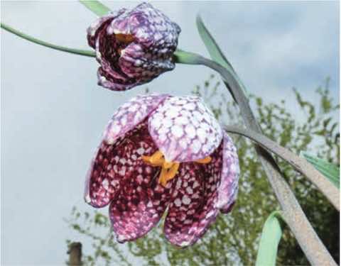 Floral glory: This snakeshead plant is just one of the beautiful inhabitants of the pasture