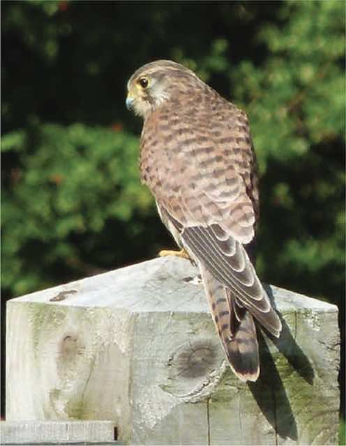 Let us prey: The kestrel on the hunt in Long Lane Pasture. Photo Donald Lyven.