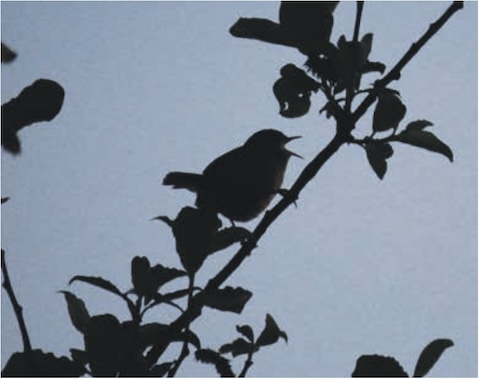 Morning has broken: A wren sings in the early dawn light on Long Lane Pasture. Photo Donald Lyven