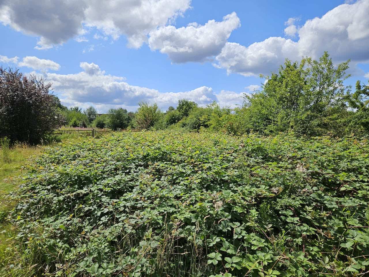 Find shapes in the clouds at Long Lane Pasture