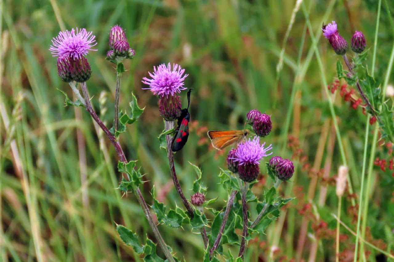 Insects at Long Lane Pasture