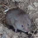 bank vole