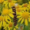 cinnabar moth caterpillar