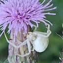 flower crab spider