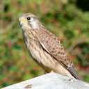 kestrel