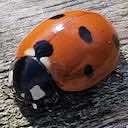 ladybird