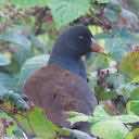 moorhen