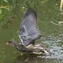 moorhen