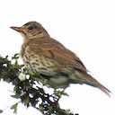 song thrush bird