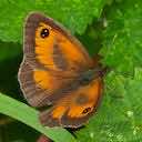 speckled wood butterfly