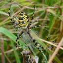 wasp spider